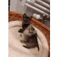 Cloe und Sam, Europäisch Kurzhaar - Katze