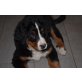 Cloney, Berner Sennenhund Welpen - Rüde