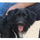 Clooney-NOTFALL, Griffon Mix - Rüde