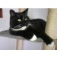 Clooney, Traumzuhause für Traumkater gesucht - Kater