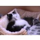 Cloony und Floh, Hauskatze - Kater