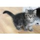 Clyde, Britisch Kurzhaarkatze - Kater