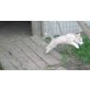 Clyde, Siberian Husky Welpen - Hündin