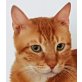 Clyde, Sonnyboy sucht liebe Familie - Kater