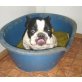 Clyde, franz. Bulldogge - Rüde