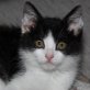 Clyde, schwarz/weiße - Katze