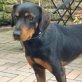 Clyde sucht hundeerfahrene Menschen, Mischling - Rüde