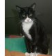 Coba, Europäische Kurzhaarkatze - Katze