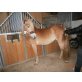Cocco, Haflinger - Stute