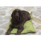 Cocco, Spaniel - Hündin