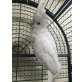 Cockatoo, Brillenkakadu - männlich