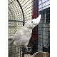 Cockatoo, Weißhaubenkakadu - weiblich