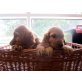 Cocker Spanial, Amerikanischer Cockerspaniel - Hündin