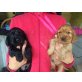 Cocker Spaniel, Englischer Cockerspaniel - Hündin