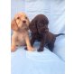 Cocker Spaniel, Englischer Cockerspaniel - Hündin
