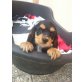 Cocker Spaniel, Englischer Cockerspaniel Welpen - Rüde