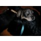 Cocker Spaniel Mix Welpen - Rüde