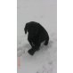 Cocker Spaniel Mix. Welpen - Rüde