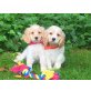 Cocker Spaniel Mix Welpen Welpen - Hündin