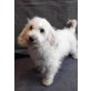 Cocker Spaniel Pudel - Rüde