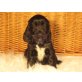 Cocker Spaniel Welpe Rüde, Englischer Cockerspaniel Welpen - Rüde