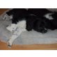 Cocker / border collie Welpen - Hündin