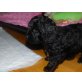 Cockerchon / Doodle - Rüde