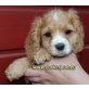 Cockerpoo - Rüde