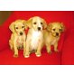Cockerspaniel + Labrador Welpen - Hündin