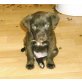 Cockerspaniel + Labrador Welpen - Rüde