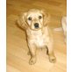 Cockerspaniel + Labrador Welpen - Rüde