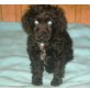 Cockerspaniel Welpen - Rüde