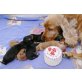 Cockerspanielzucht vom Schnepfengrund, Englischer Cockerspaniel Welpen - Rüde