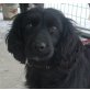 Cocki, English Cocker-Spaniel-Mischlingshündin - Hündin