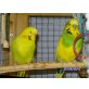 Coco, Butzi, Oats, Sweety, Wellensittich - männlich