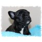 Coco Channel de Fassion, Französische Bulldogge - Hündin