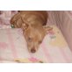 Coco, Chihuahua kurzhaariger Schlag - Hündin