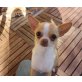 Coco, Chihuahua kurzhaariger Schlag - Hündin