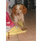 Coco, Deutschem und Englischem vorstehhund - Rüde