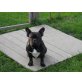 Coco, Französische Bulldogge - Hündin
