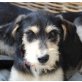 Coco, Griffon Mix Welpen - Hündin