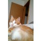 Coco, Hauskatze - Kater