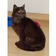 Coco, Hauskatze - Katze