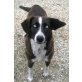 Coco, Husky-Mischling - Hündin