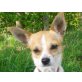 Coco I, Chihuahua-Mix - Hündin