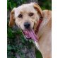 Coco, Labrador- Mix - Hündin