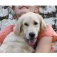 Coco - NOTFALL, Golden Retriever - Hündin