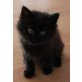 Coco, Norwegische Waldkatze - Katze