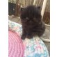 Coco, Perser - Katze