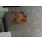 Coco, Retrievermischling Welpen - Hündin